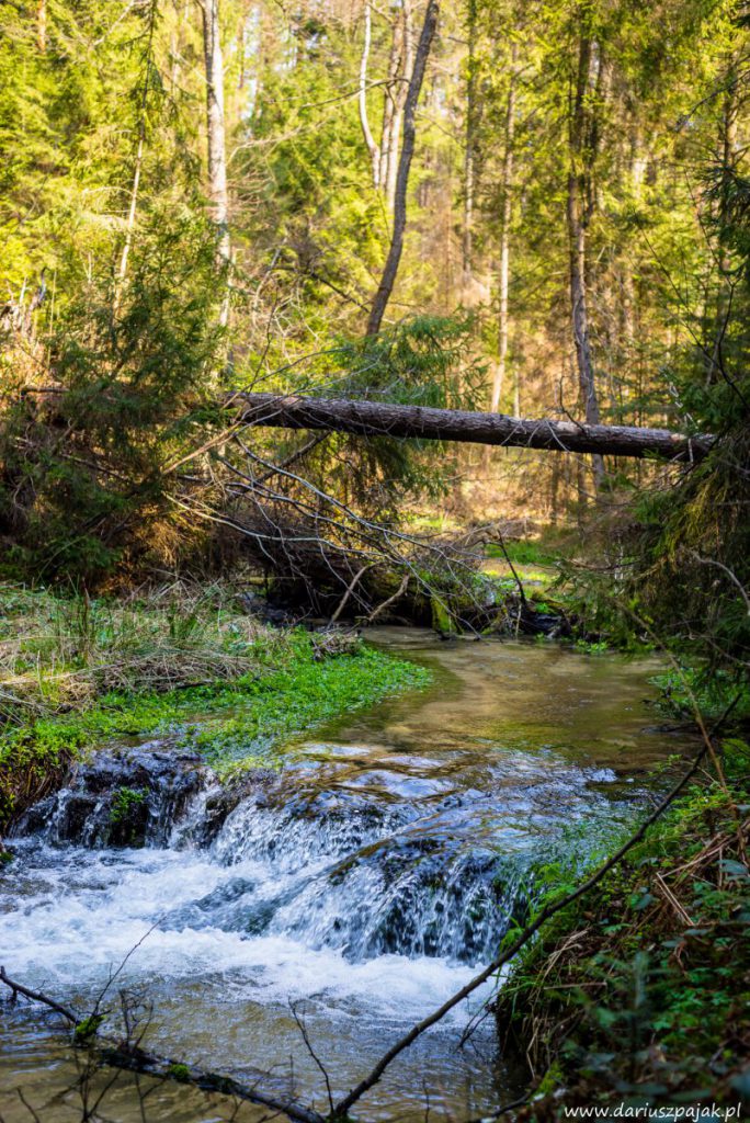 fotograf Dariusz Pająk - Roztoczeński Park Narodowy, szlak szumów (1)