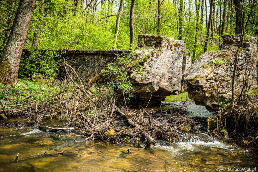 fotograf Dariusz Pająk - Roztoczeński Park Narodowy, szlak szumów (10)