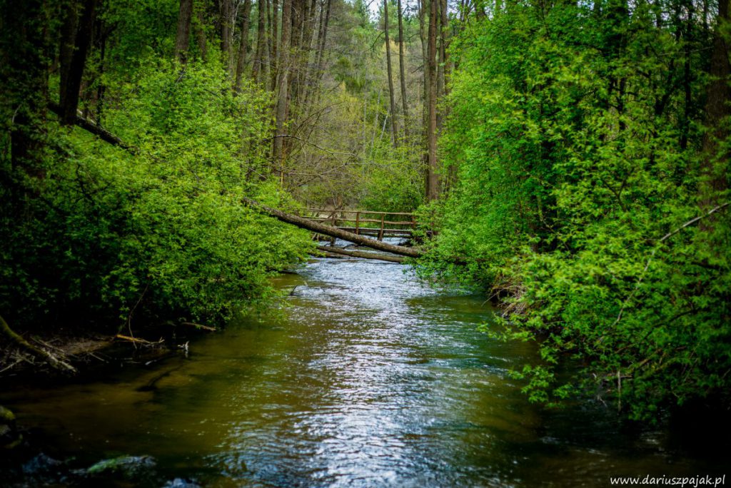 fotograf Dariusz Pająk - Roztoczeński Park Narodowy, szlak szumów (11)