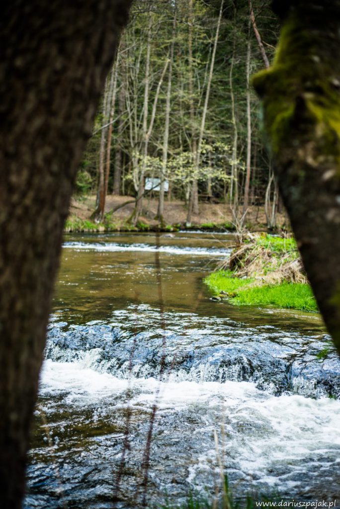 fotograf Dariusz Pająk - Roztoczeński Park Narodowy, szlak szumów (12)