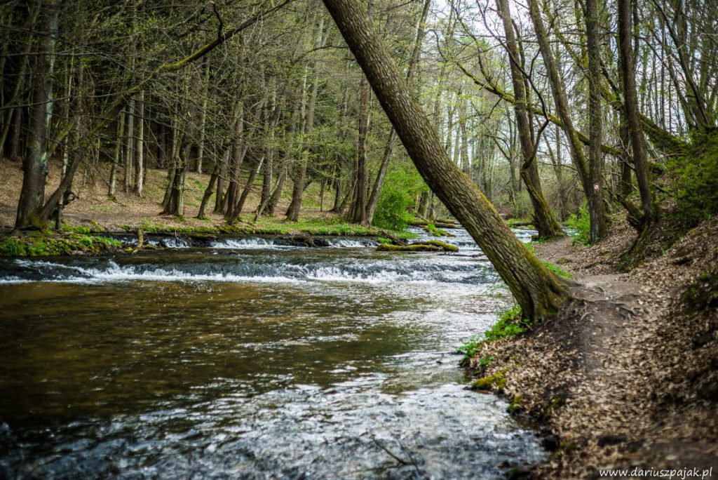 fotograf Dariusz Pająk - Roztoczeński Park Narodowy, szlak szumów (13)