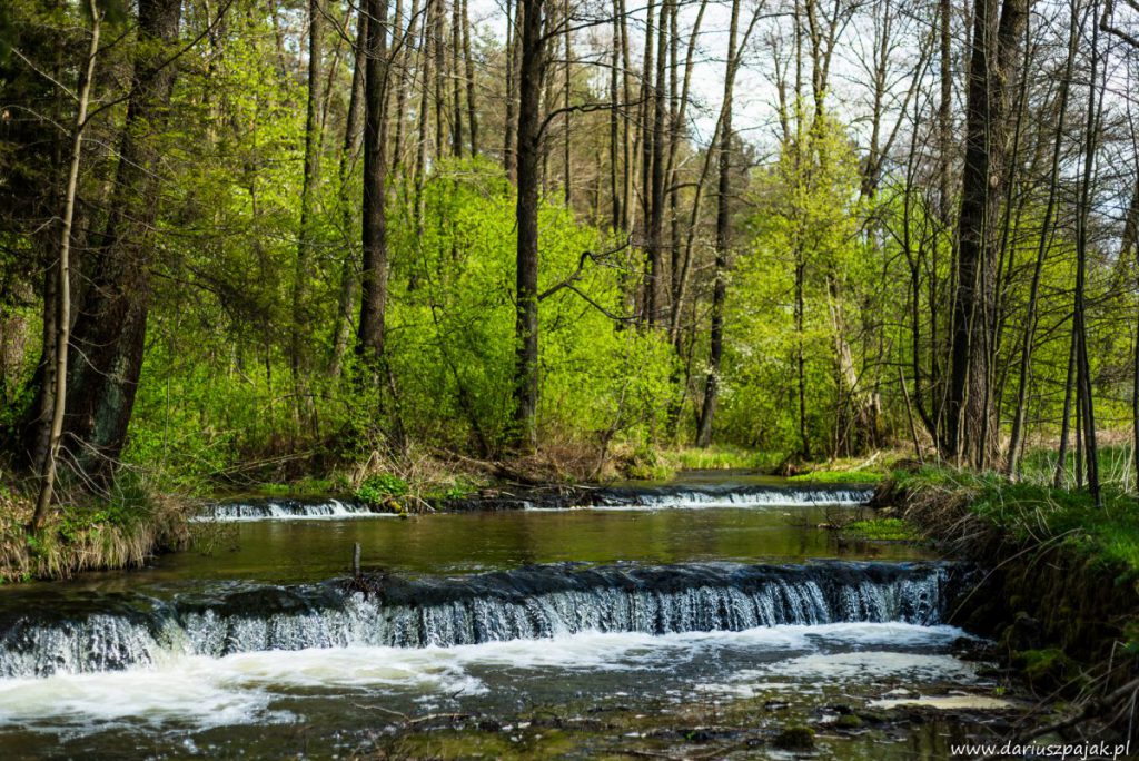 fotograf Dariusz Pająk - Roztoczeński Park Narodowy, szlak szumów (15)