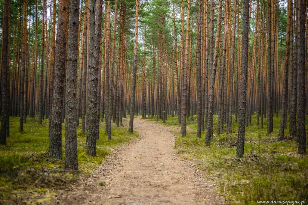 fotograf Dariusz Pająk - Roztoczeński Park Narodowy, szlak szumów (16)