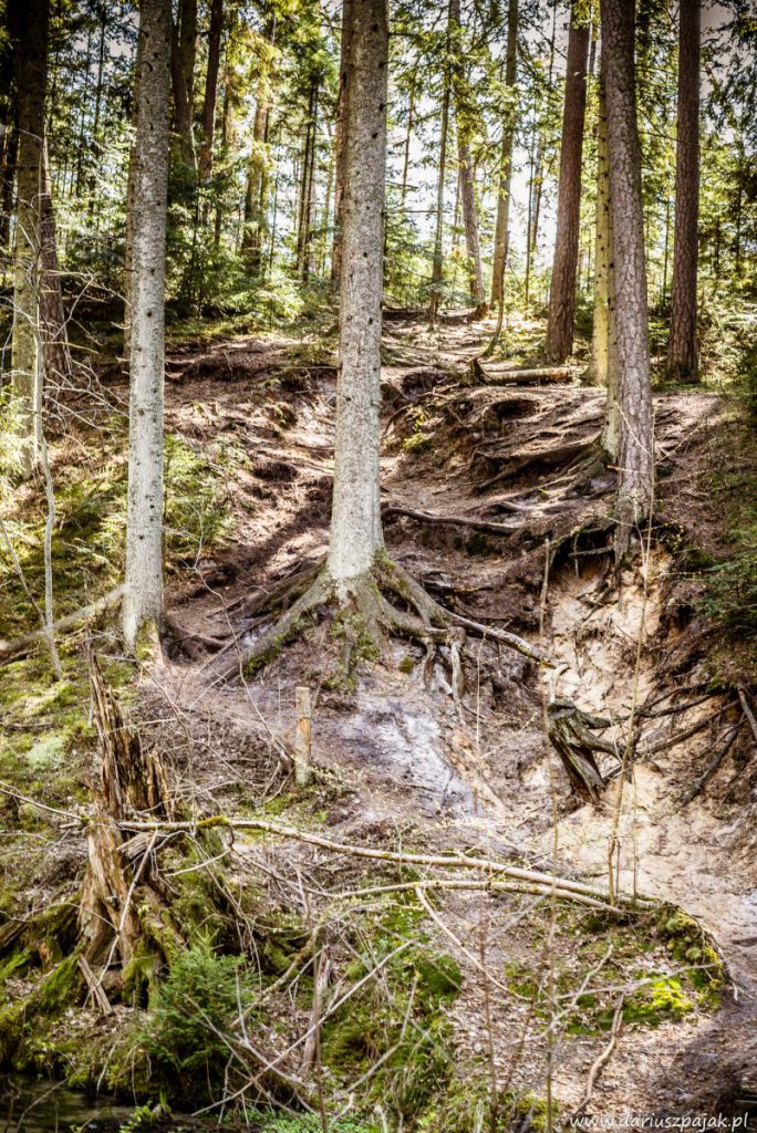fotograf Dariusz Pająk - Roztoczeński Park Narodowy, szlak szumów (2)