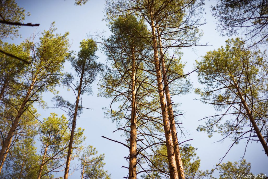 fotograf Dariusz Pająk - Roztoczeński Park Narodowy, szlak szumów (3)