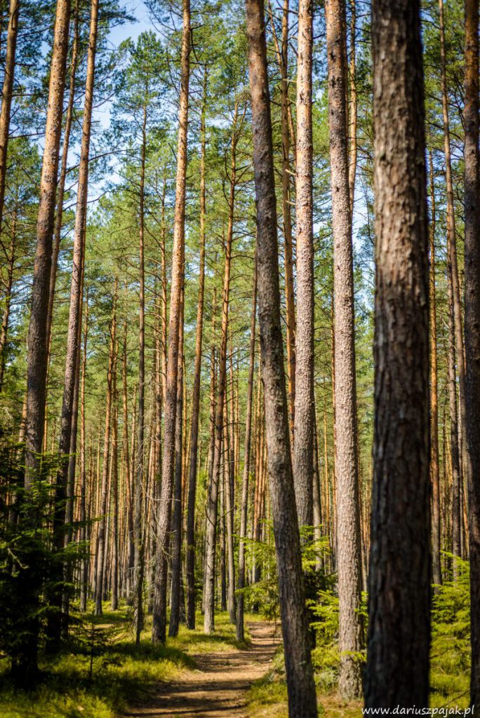fotograf Dariusz Pająk - Roztoczeński Park Narodowy, szlak szumów (4)