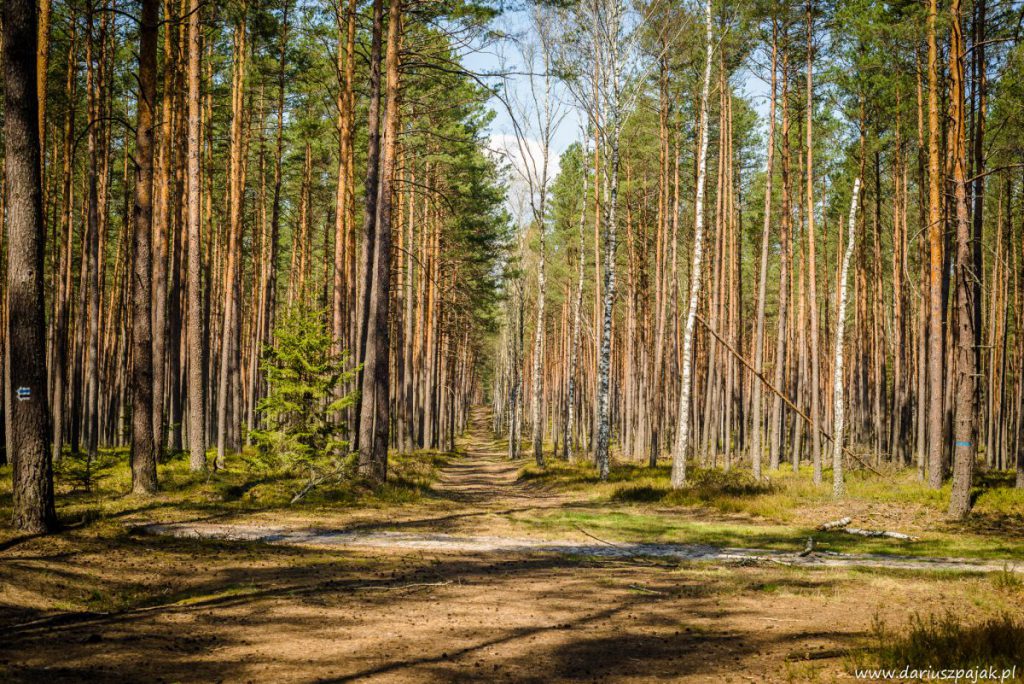 fotograf Dariusz Pająk - Roztoczeński Park Narodowy, szlak szumów (5)
