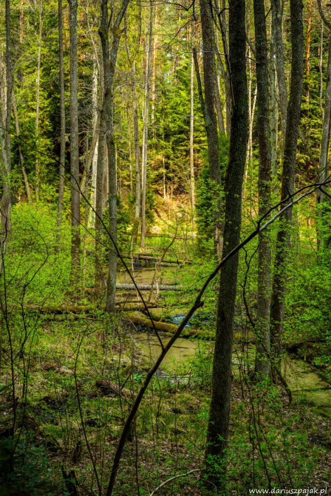 fotograf Dariusz Pająk - Roztoczeński Park Narodowy, szlak szumów (6)