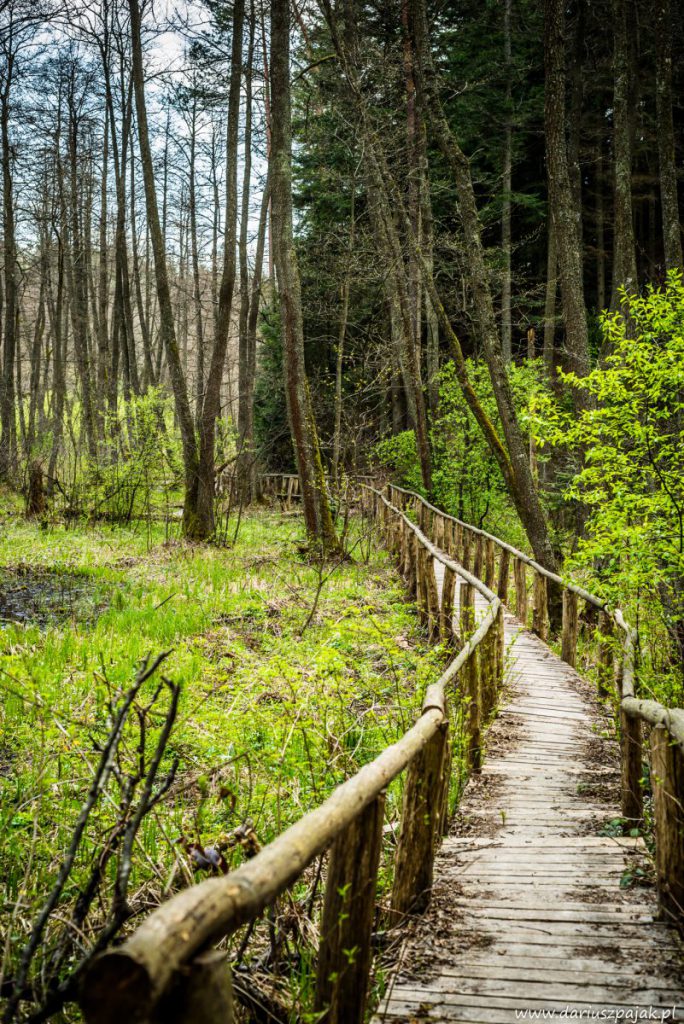 fotograf Dariusz Pająk - Roztoczeński Park Narodowy, szlak szumów (7)