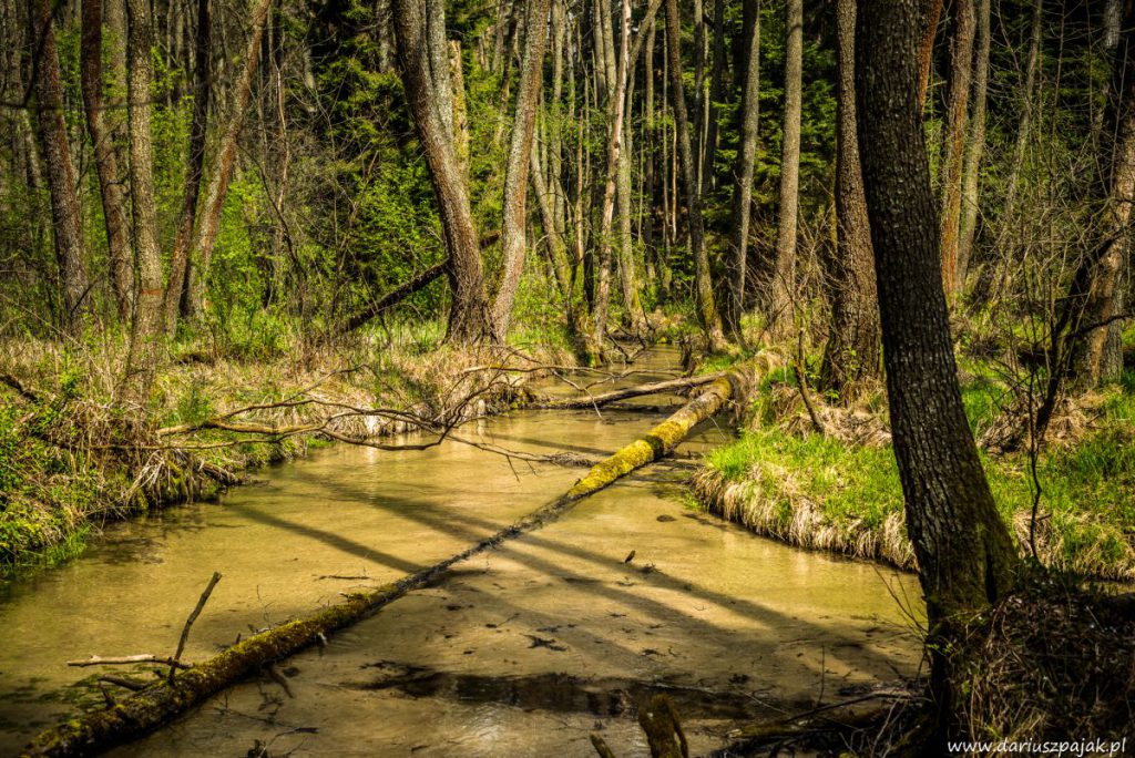 fotograf Dariusz Pająk - Roztoczeński Park Narodowy, szlak szumów (8)