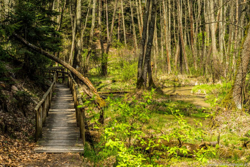 fotograf Dariusz Pająk - Roztoczeński Park Narodowy, szlak szumów (9)
